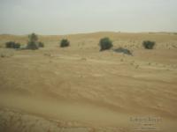 deserto emirati14