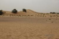 deserto emirati17